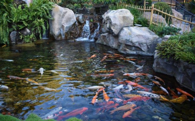 Thi công hồ cá tại hà tĩnh