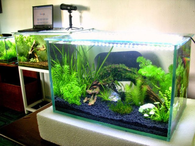 Thi công hồ cá tại nghệ an