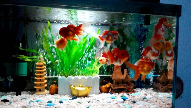 Thi công hồ cá tại nghệ an