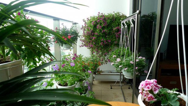 Thi công tiểu cảnh ban công tại nghệ an