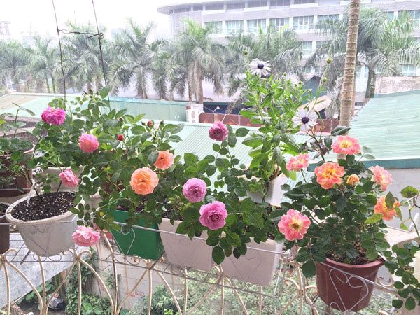 Thi công tiểu cảnh sân thượng tại hà tĩnh