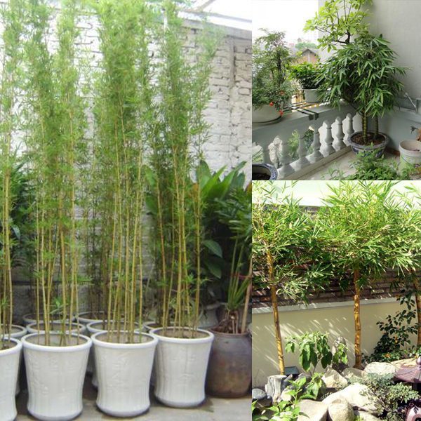 Thi công tiểu cảnh sân thượng tại hà tĩnh