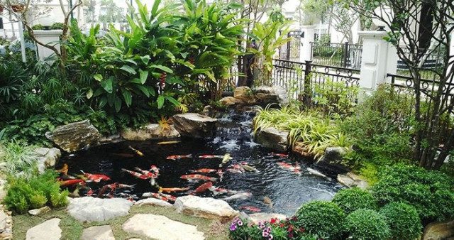 Thiết kế thi công hồ cá koi tại nghệ an đẹp giá rẻ