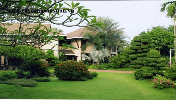 dịch vụ trồng cung cấp cây cảnh cho biệt thự tại nghệ an hà tĩnh 8