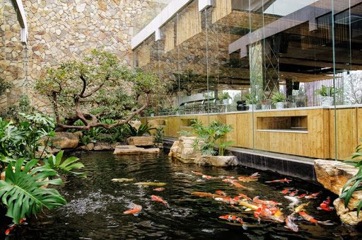 thiết kế thi công hồ cá koi