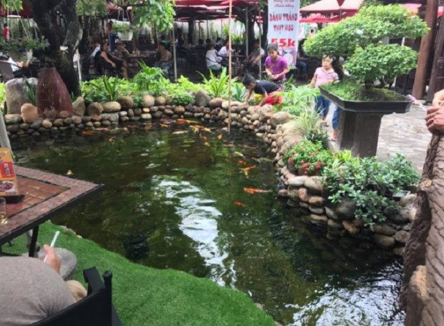 Thiết kế thi công hồ cá koi 