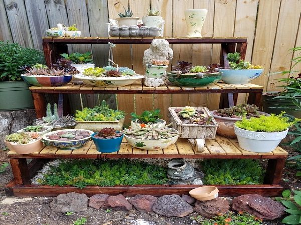 thiết kế thi công tiểu cảnh sen đá