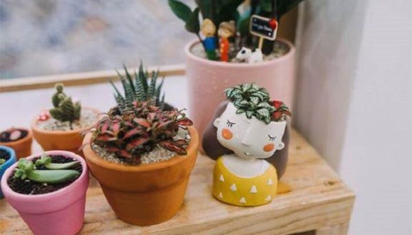 thiết kế thi công tiểu cảnh sen đá