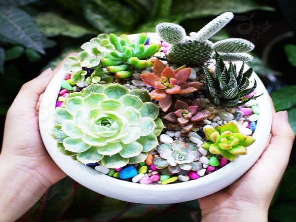 thiết kế thi công tiểu cảnh sen đá