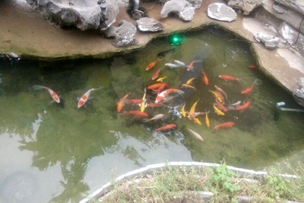 Chuyên cải tạo hồ cá koi tại Nghệ An Hà Tĩnh