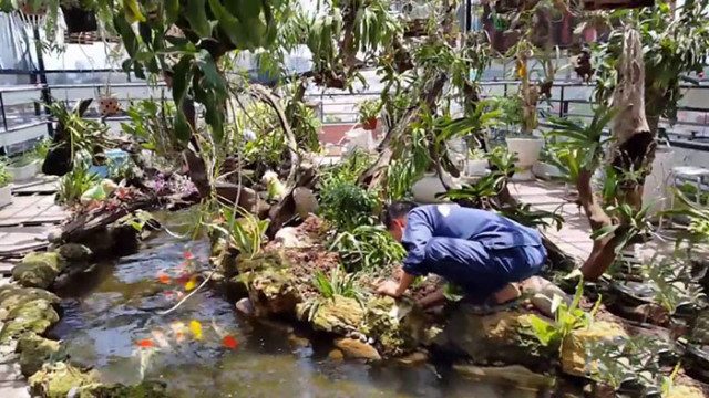 Chuyên cải tạo hồ cá koi tại Nghệ An Hà Tĩnh