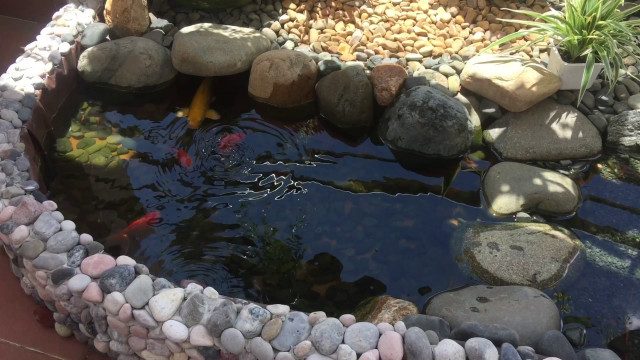 Thiết kế hồ cá koi trên sân thượng tại nghệ an