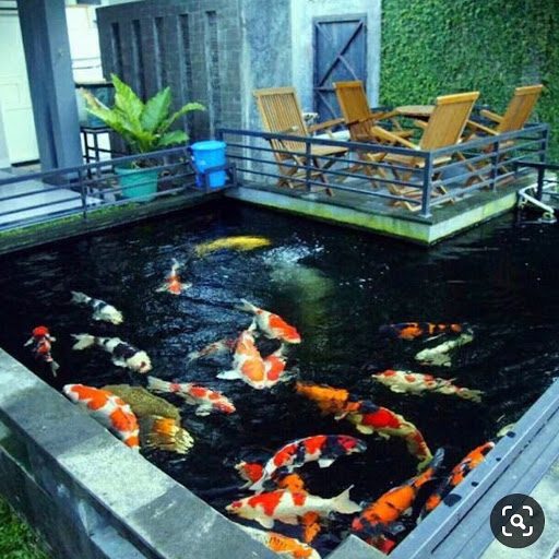 thi công hồ cá koi mini trong nhà