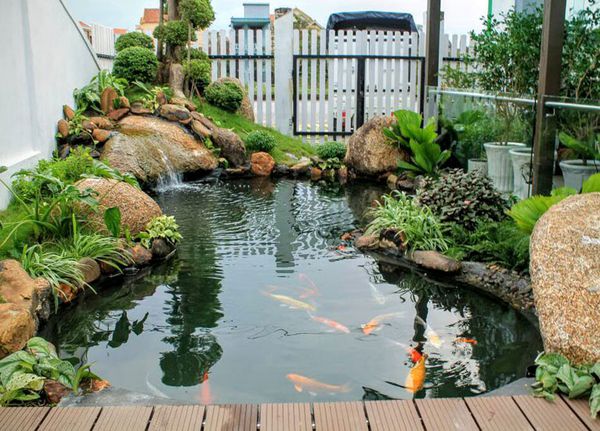 thiết kế thi công hồ cá koi mini ngoài trời