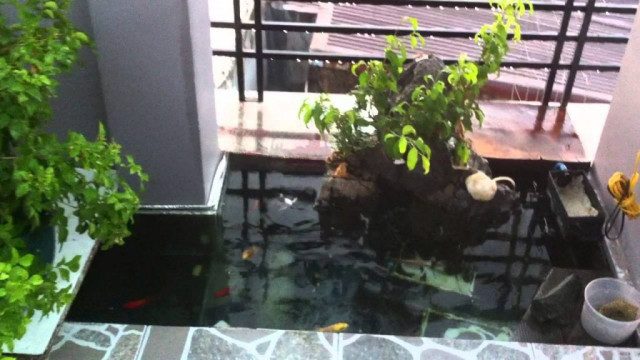 thi công hồ cá koi mini trong nhà