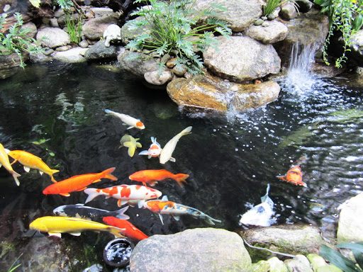 Thiết kế tiểu cảnh hồ cá koi tại Nghệ An