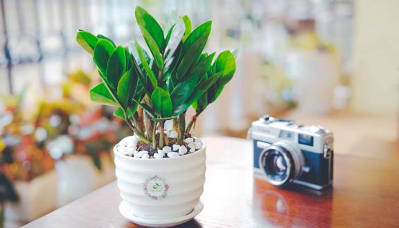 trang trí tiểu cảnh văn phòng đẹp tại nghệ an