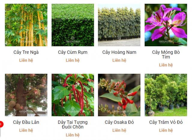 cung cấp cây xanh cây cảnh công trình tại nghệ an hà tĩnh