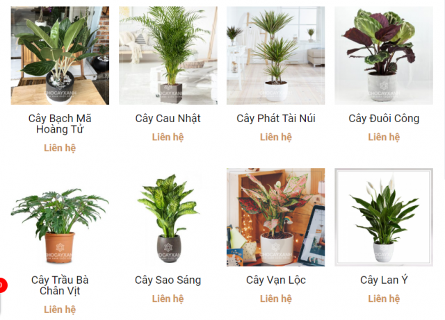 Cây xanh cây cảnh theo phong thủy