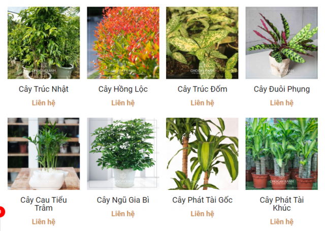 Cây xanh cây cảnh theo phong thủy