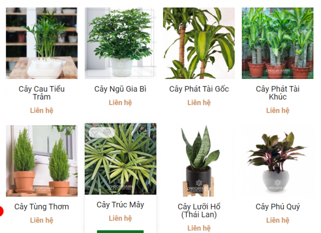 Cây xanh cây cảnh theo phong thủy