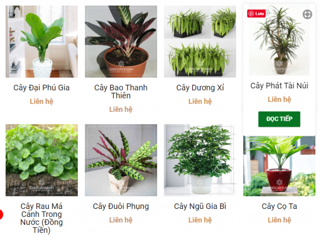 cung cấp cây xanh cây cảnh trồng trong nhà tại nghệ an hà tĩnh