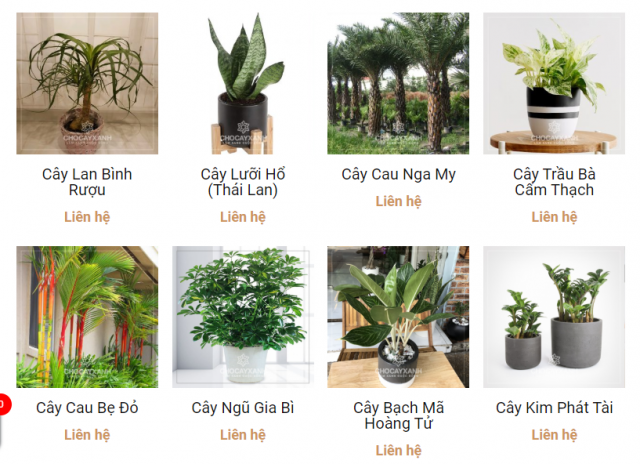 cây xanh cây cảnh văn phòng tại nghệ an