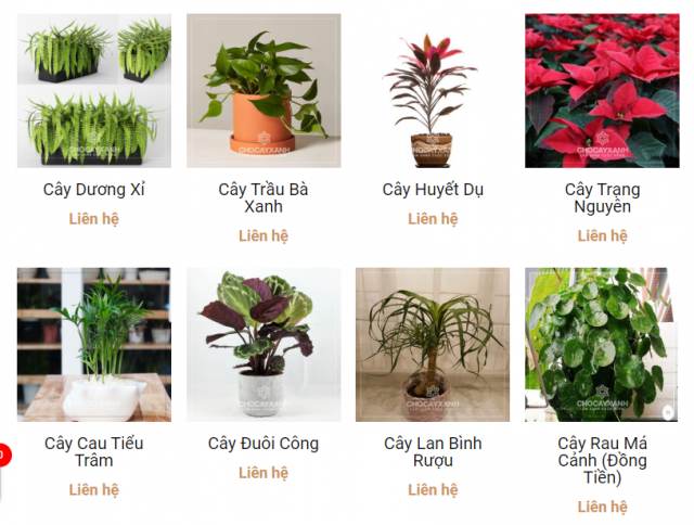 cây xanh cây cảnh văn phòng tại nghệ an