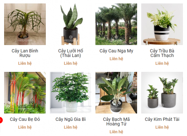 cây xanh cây cảnh văn phòng tại nghệ an