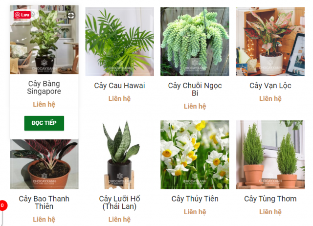 cây xanh cây cảnh văn phòng tại nghệ an