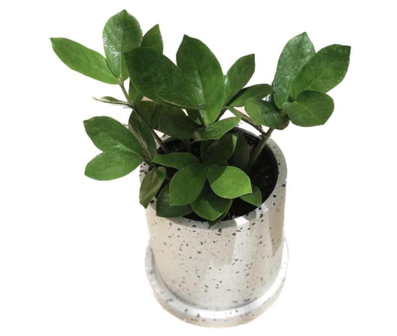 Cơ Sở Cung Cấp Chậu Cảnh Terrazzo Tại Yên Bái Giá Cả Ưu Đãi