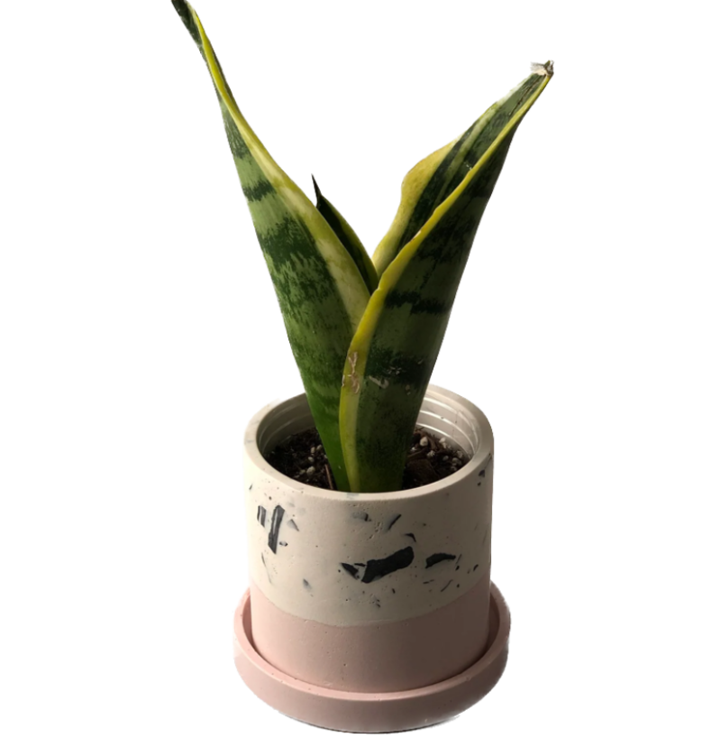 Cơ Sở Cung Cấp Chậu Cảnh Terrazzo Tại Yên Bái Giá Cả Ưu Đãi